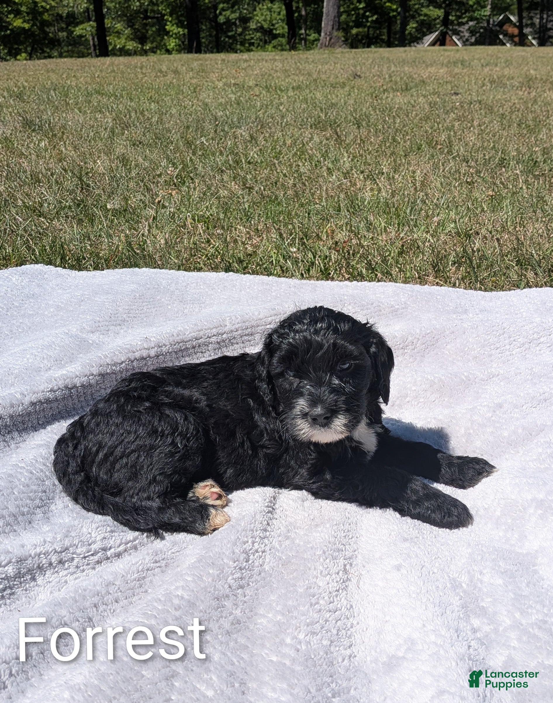 Mixed Breed dogs Forrest - Ad 2