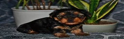 Yorkshire Terrier dogs for sale: Tennessee - Ad 3