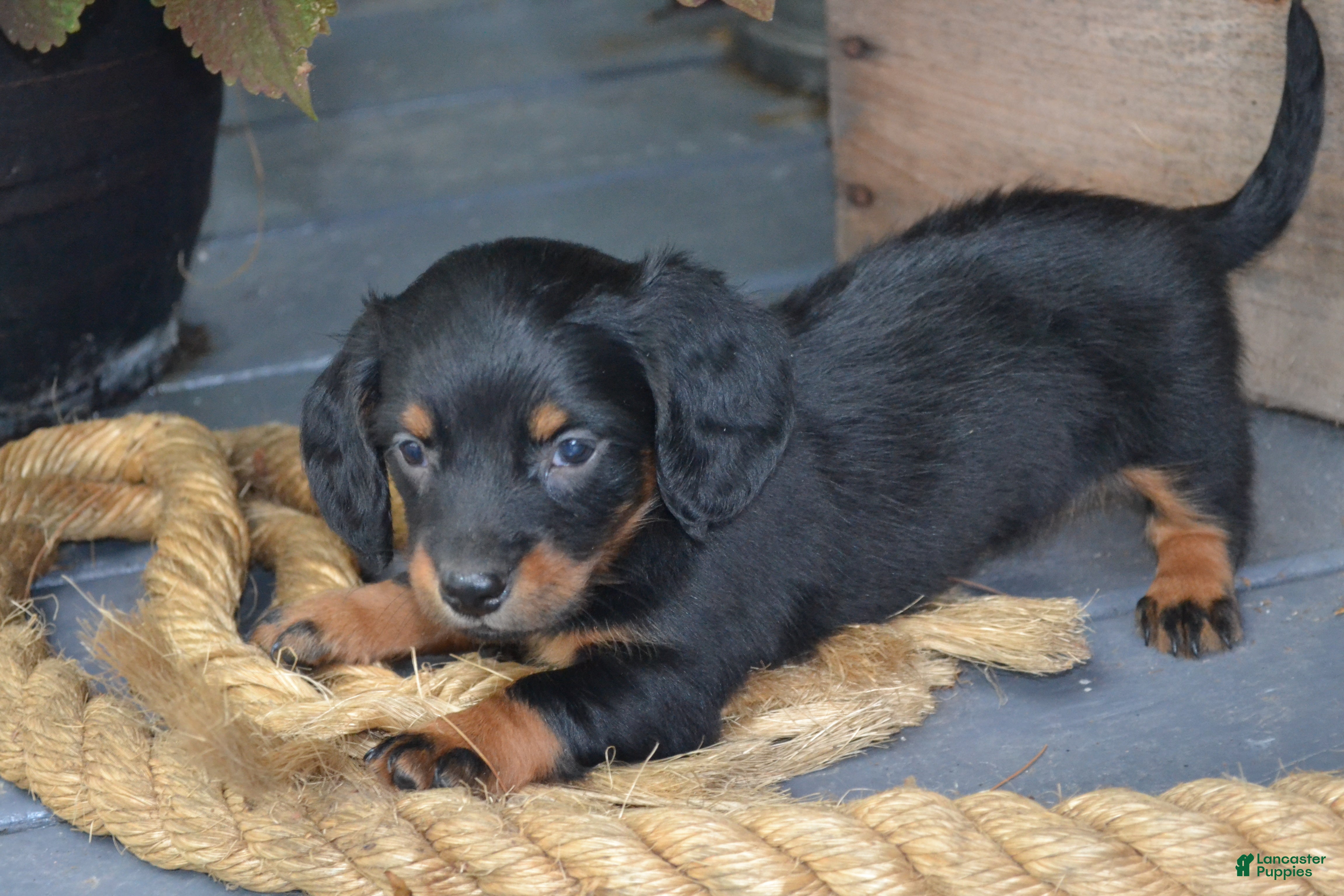 Dachshund dogs Toffee - Ad 2