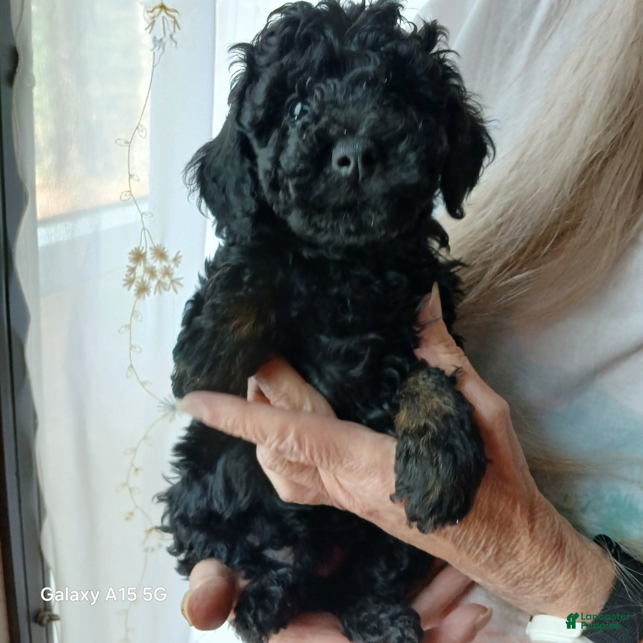 Toy Poodle dogs Toy Poodle Puppy 1 sammy - Ad 22