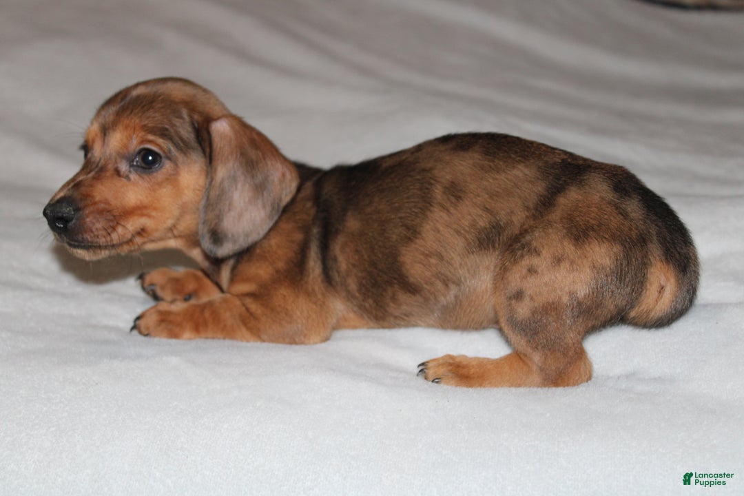 Miniature Dachshund dogs for sale: Frank Mini  - Ad 4