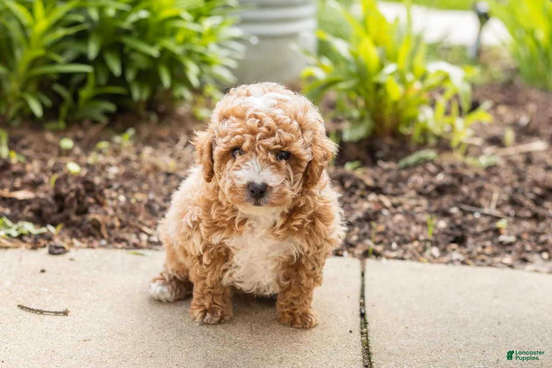 Miniature Poodle dogs for sale: Torin  - Ad 2