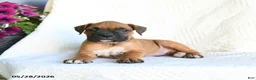 Boxer dogs for sale: Ranger - Ad 3