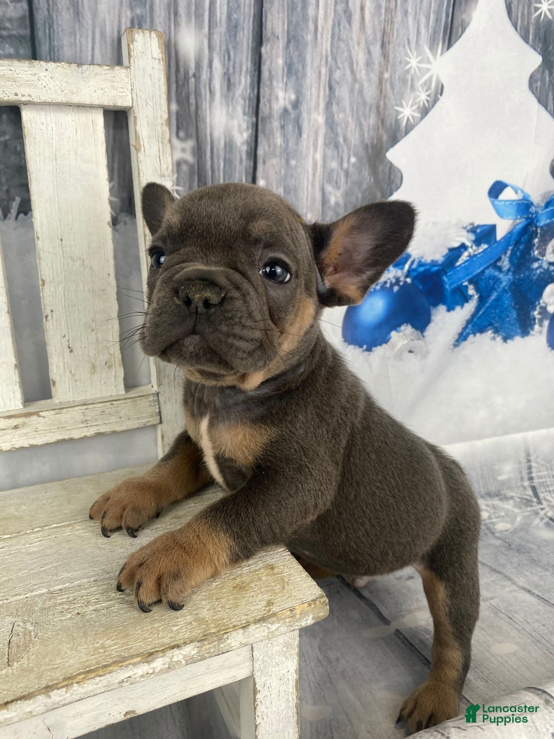 French Bulldog dogs for sale: Bruno - Ad 4
