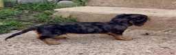 Miniature Dachshund dogs for sale: Miniature Dachshund 1 - Ad 3