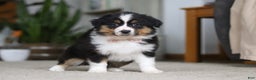 Miniature Australian Shepherd dogs for sale: Macy - Ad 5
