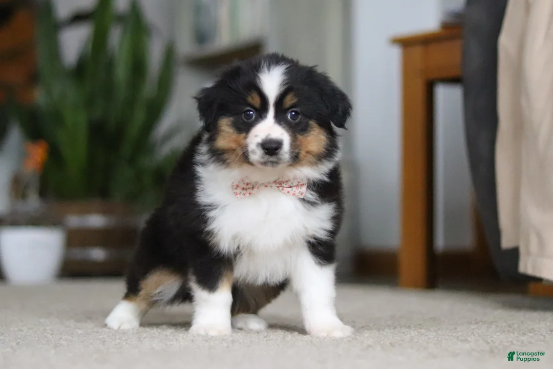 Miniature Australian Shepherd dogs for sale: Macy - Ad 5