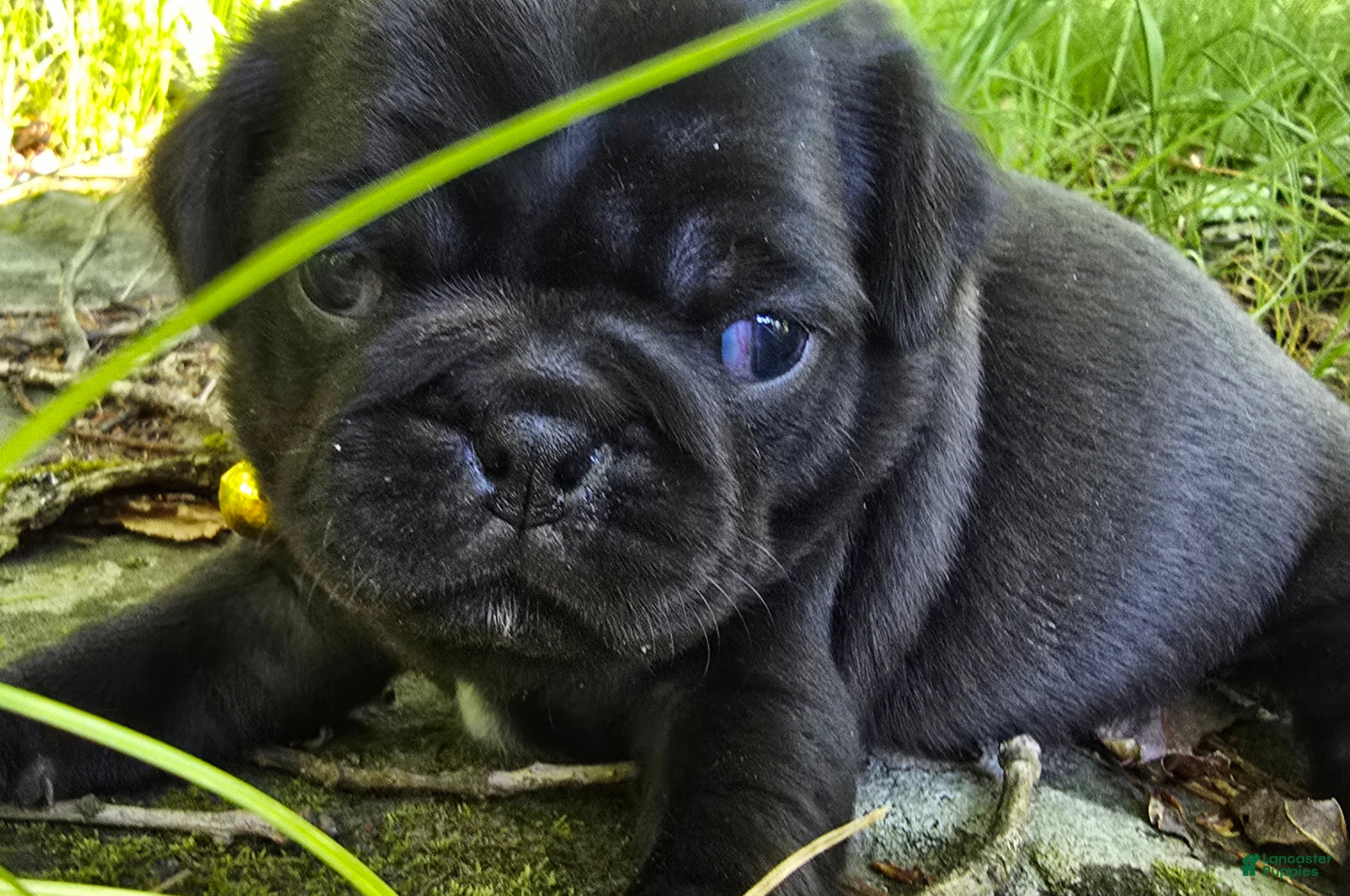 Pug dogs Brittney - Ad 2