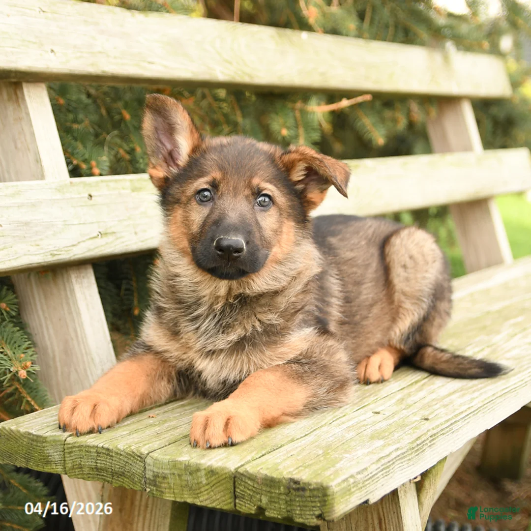 German Shepherd dogs for sale: Dakota - Ad 3