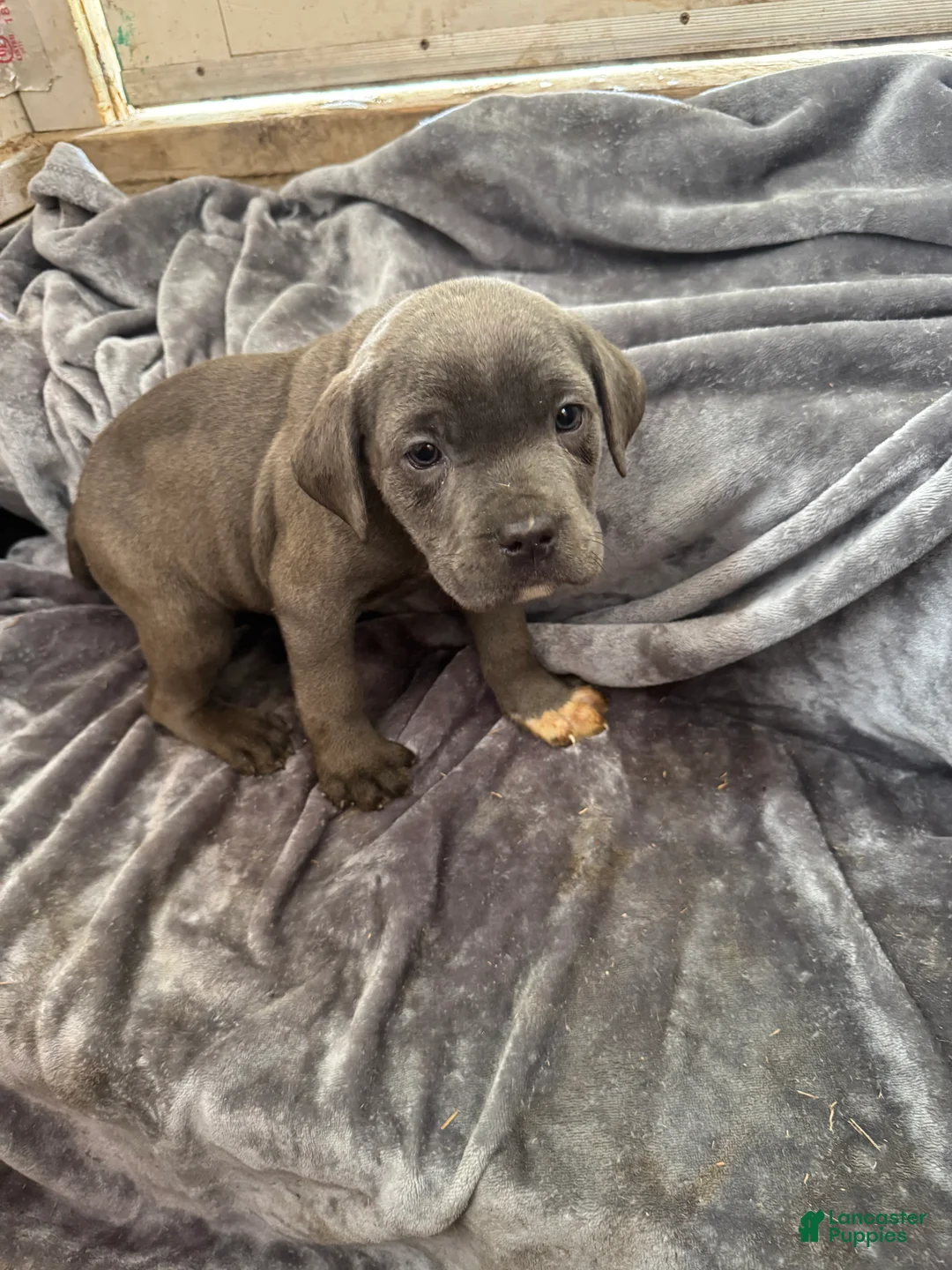 Cane Corso dogs for sale: Ritz  - Ad 1