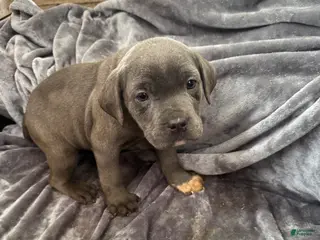 Cane Corso dogs Ritz - Ad 23