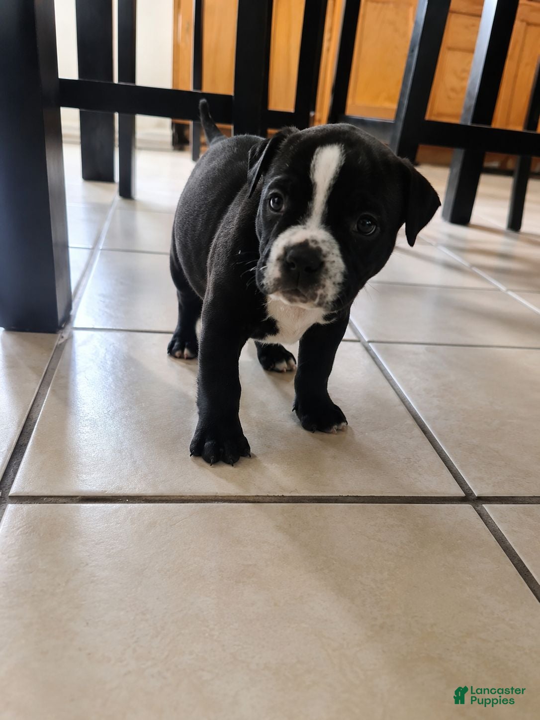 American Pit Bull Terrier dogs American Pit Bull Terrier 3 - Ad 15