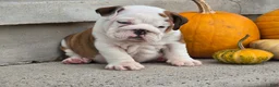 English Bulldog dogs for sale: Charlie - Ad 1
