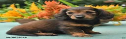 Dachshund dogs for sale: Tina - Ad 5