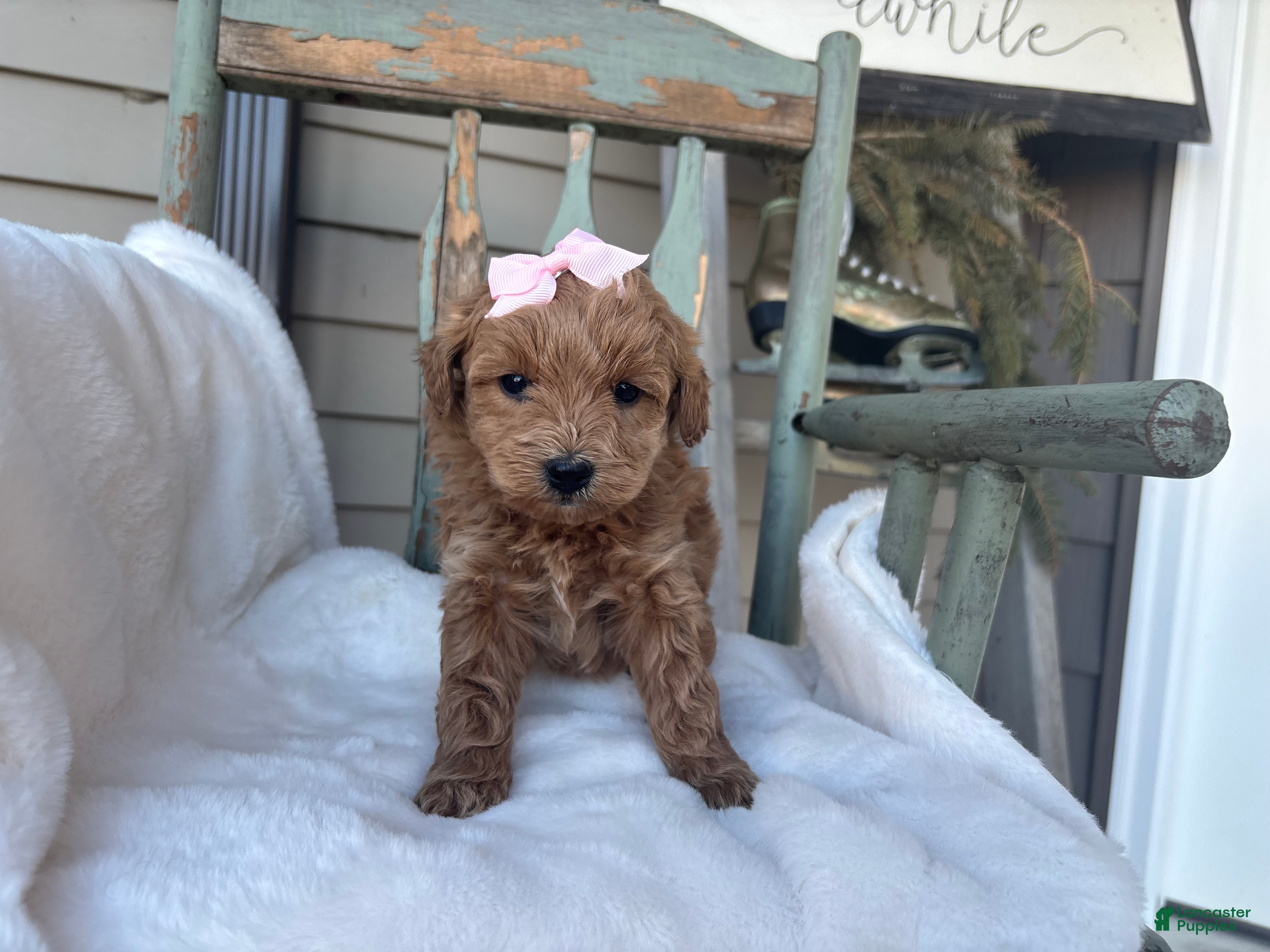 Mini Goldendoodle dogs Lili - Ad 2