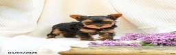 Yorkshire Terrier dogs for sale: Magic - Ad 4