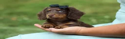 Miniature Dachshund dogs for sale: MAX - Ad 1