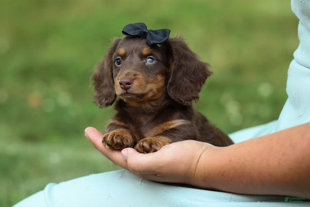 Miniature Dachshund dogs for sale: MAX - Ad 1