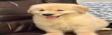 Golden Retriever 2