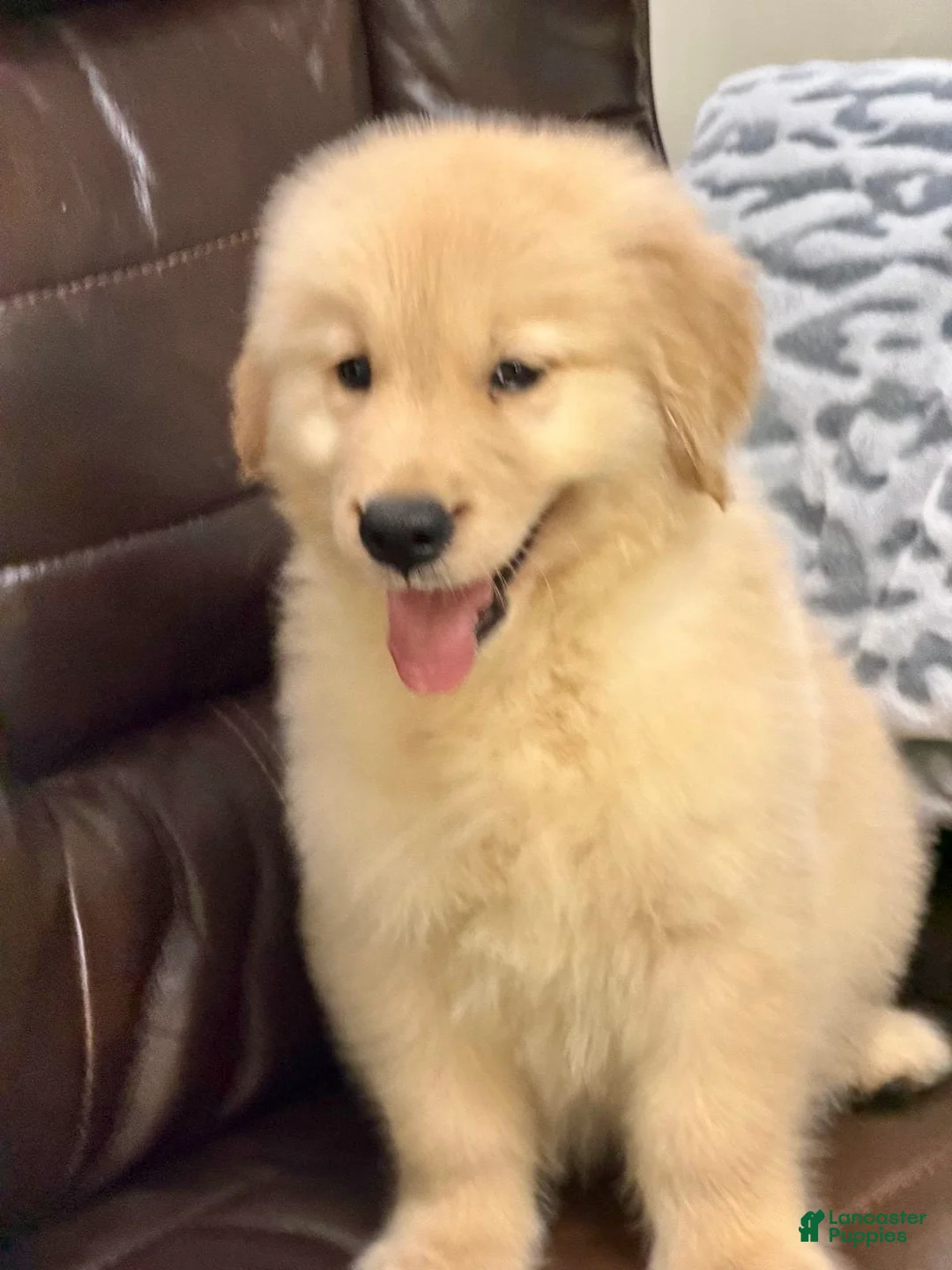 Golden Retriever dogs for sale: Golden Retriever 2 - Ad 1