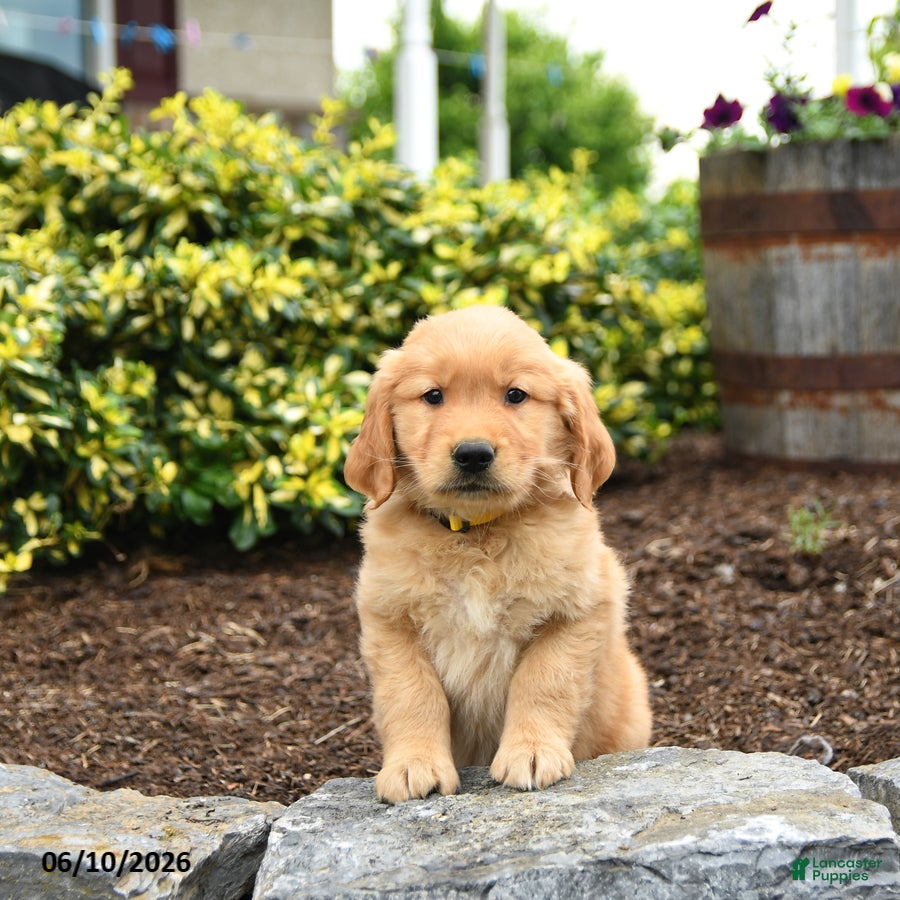Golden Retriever dogs Jasper - Ad 1