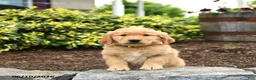 Golden Retriever dogs for sale: Jasper - Ad 1