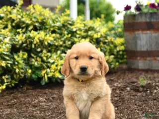 Golden Retriever dogs for sale: Jasper - Ad 3