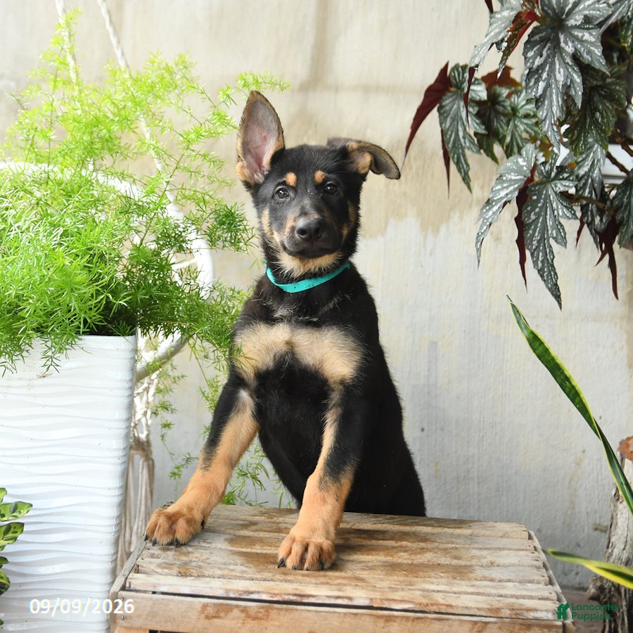 German Shepherd dogs Nevada - Ad 1