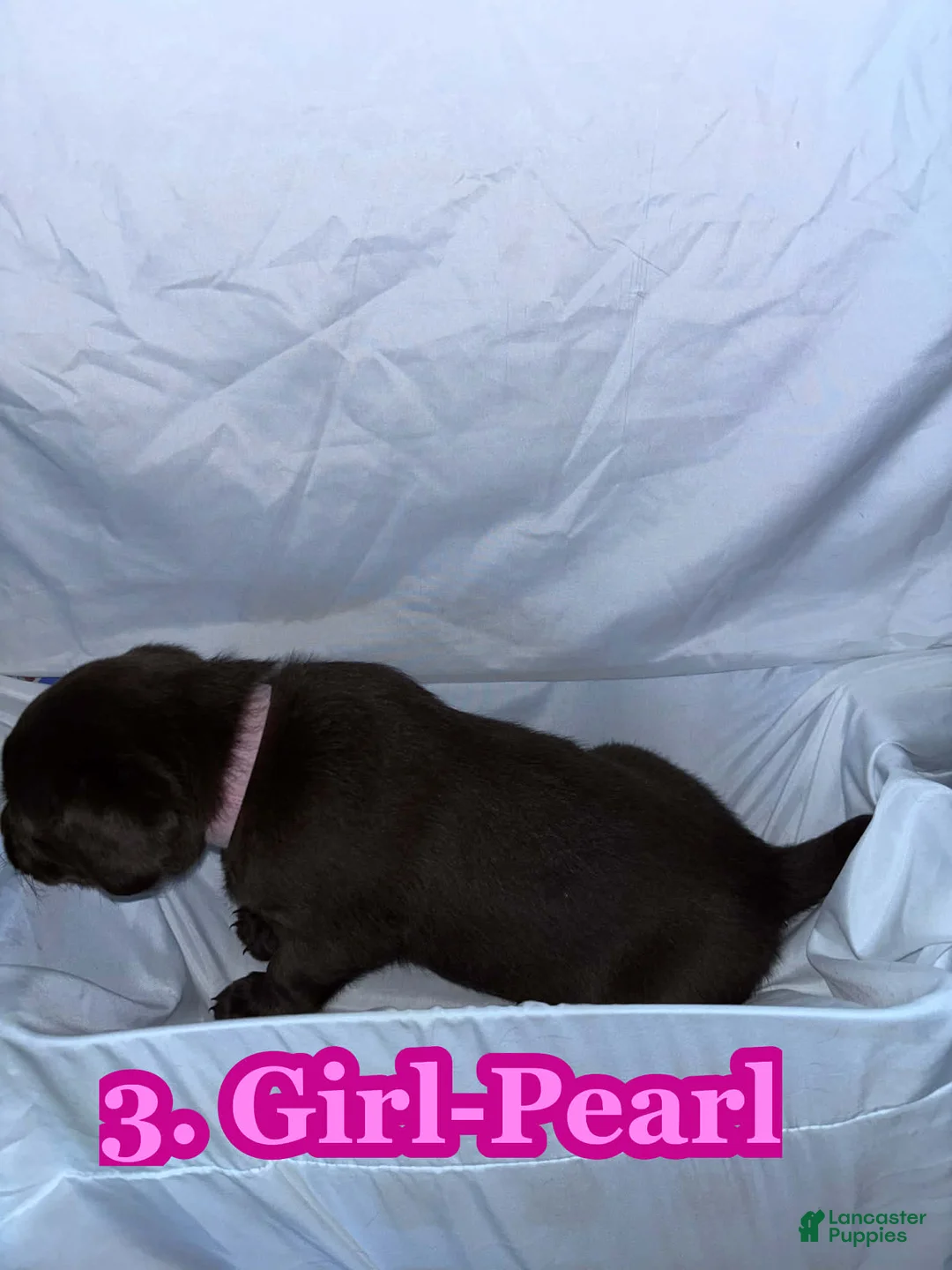 Labrador Retriever dogs for sale: Labrador Retriever Puppy 4 - Ad 2