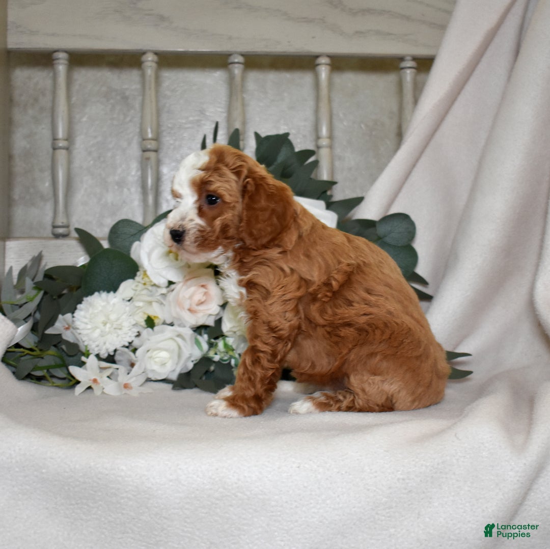Miniature Poodle dogs for sale: Jewel - Ad 2