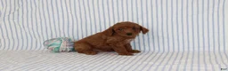 Mini Goldendoodle dogs for sale: Mel - Ad 3