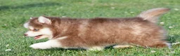Pomsky dogs for sale: Prince - Ad 14