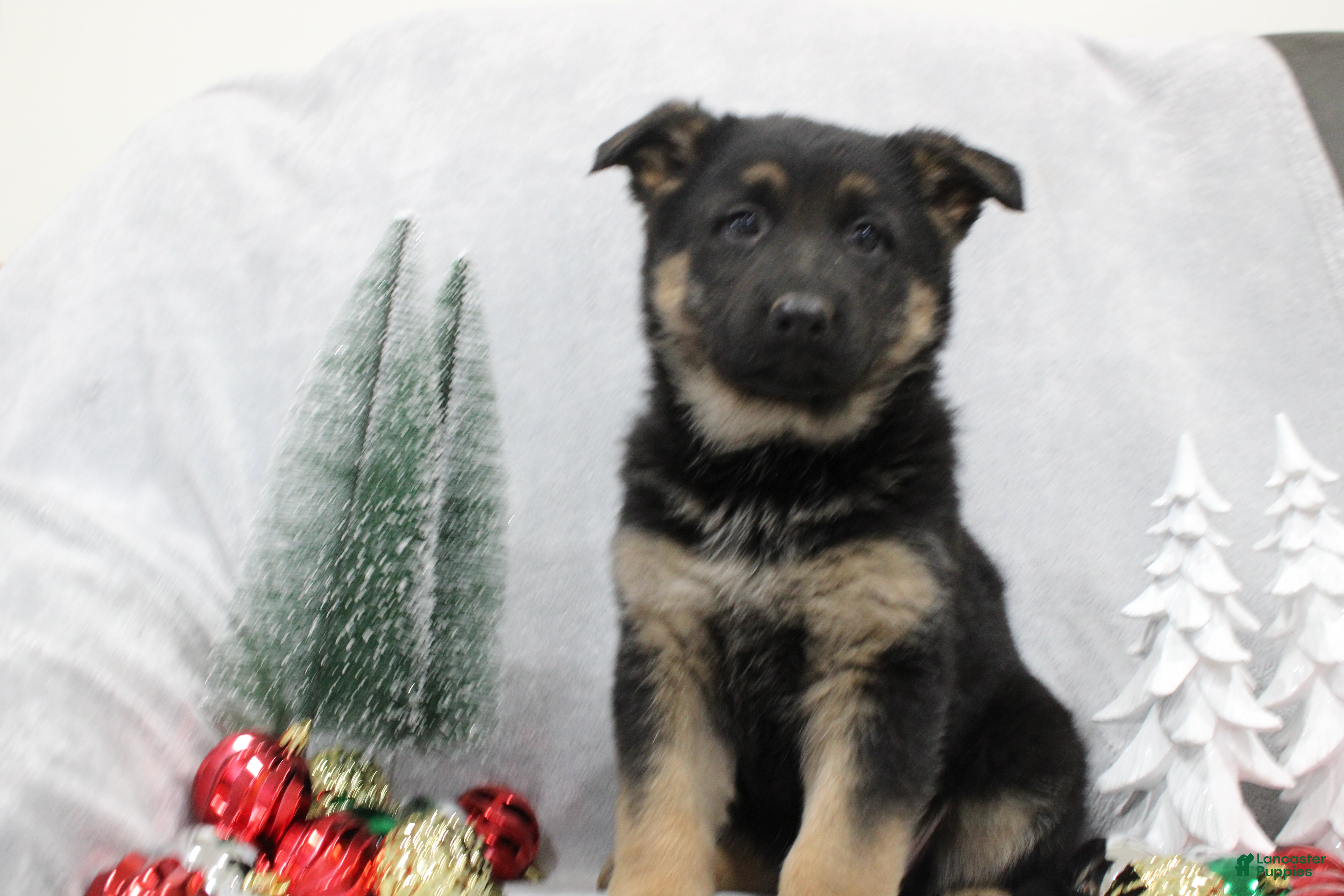 German Shepherd dogs German Shepherd Puppy 2 - Ad 5