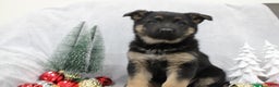 German Shepherd dogs for sale: Amaya - Ad 1