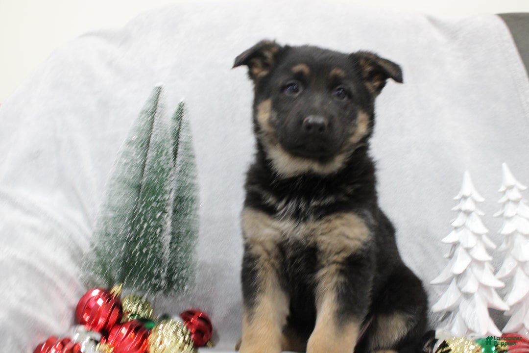 German Shepherd dogs for sale: Amaya - Ad 1