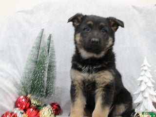 German Shepherd dogs German Shepherd Puppy 2 - Ad 5
