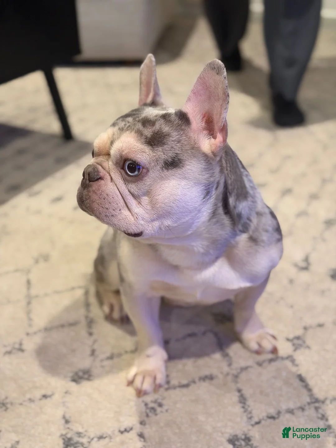French Bulldog dogs for sale: Bourbon - Ad 6