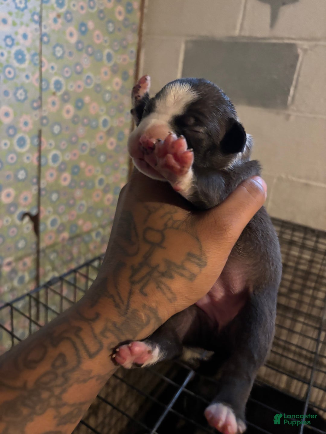 American Staffordshire Terrier dogs for sale: American Staffordshire Terrier Puppy 7 - Ad 2
