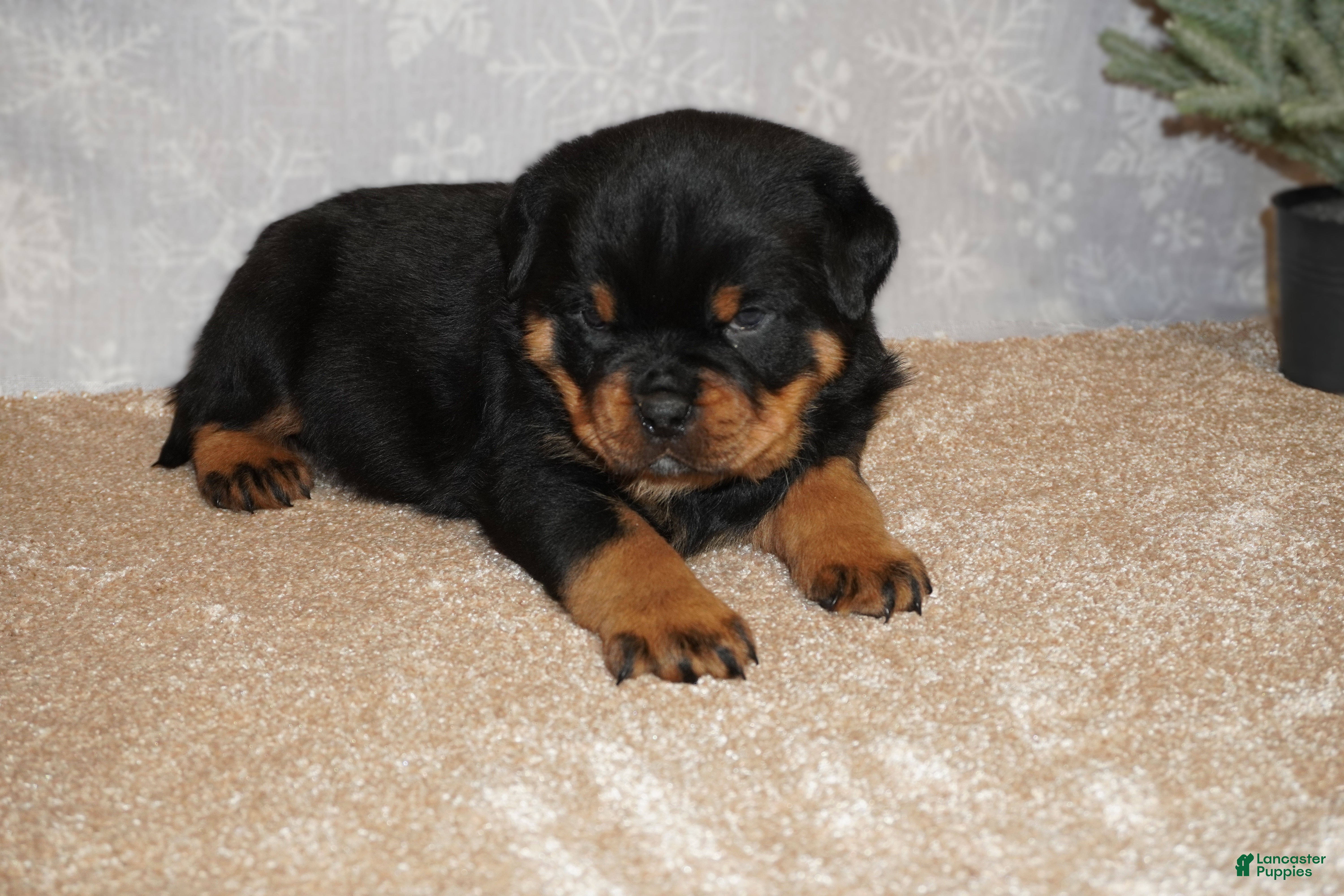 Rottweiler dogs Bear - Ad 28