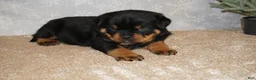 Rottweiler dogs for sale: Bear - Ad 1