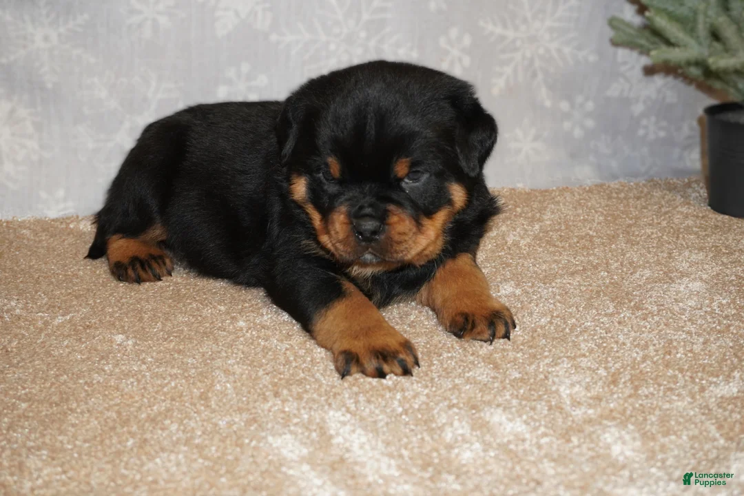 Rottweiler dogs for sale: Bear - Ad 1