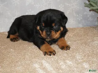 Rottweiler dogs Bear - Ad 28