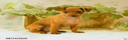 Miniature Pinscher dogs for sale: Ruger - Ad 5