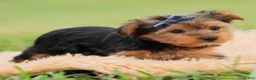 Yorkshire Terrier dogs for sale: Fizzie  - Ad 6