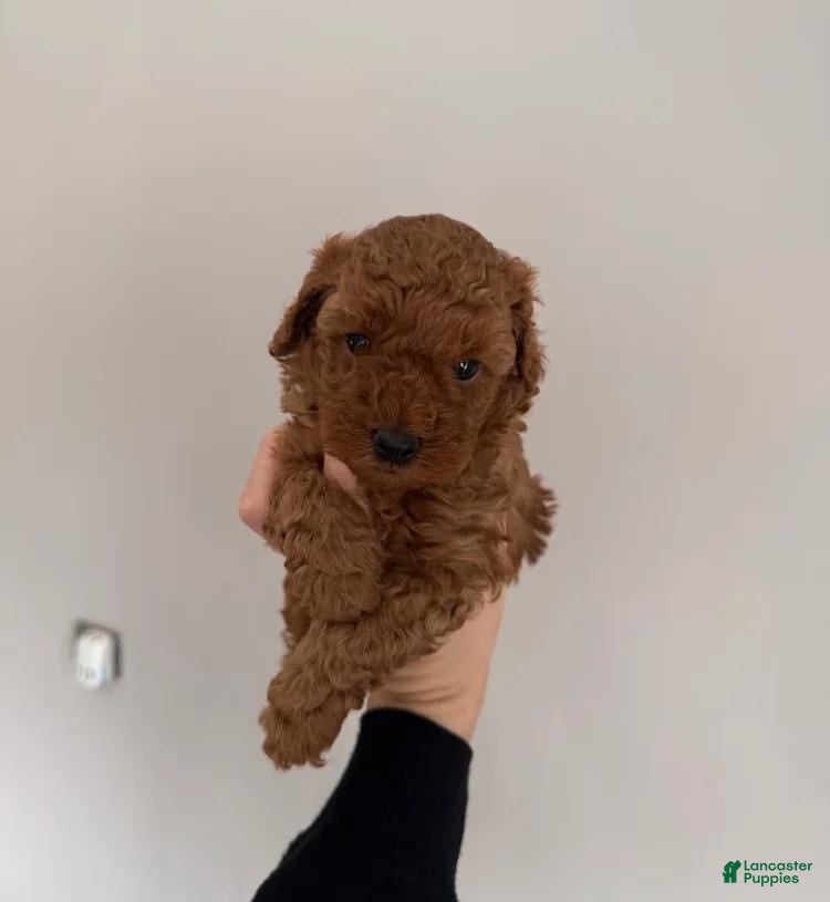 Maltipoo dogs Jason - Ad 8