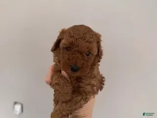 Maltipoo dogs Jason - Ad 8