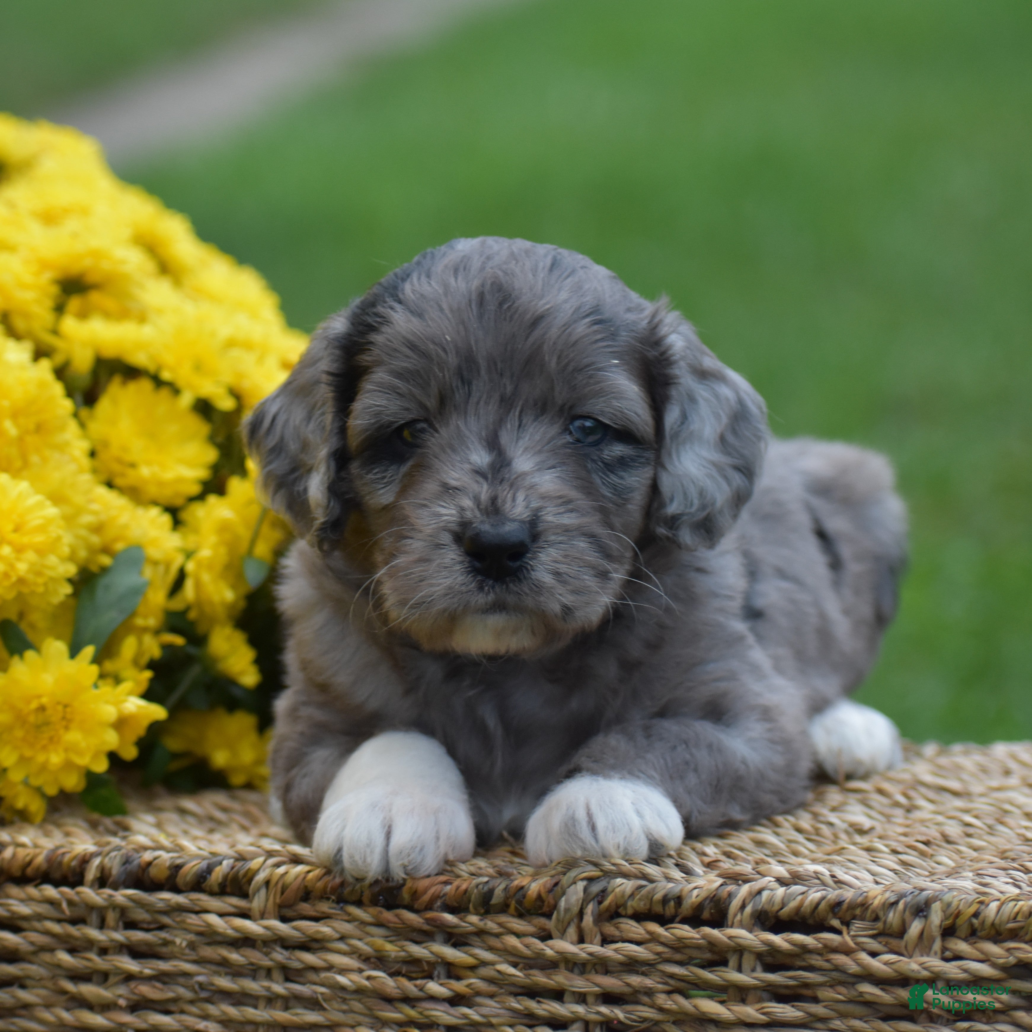 Mini Goldendoodle dogs Harmony - Ad 1
