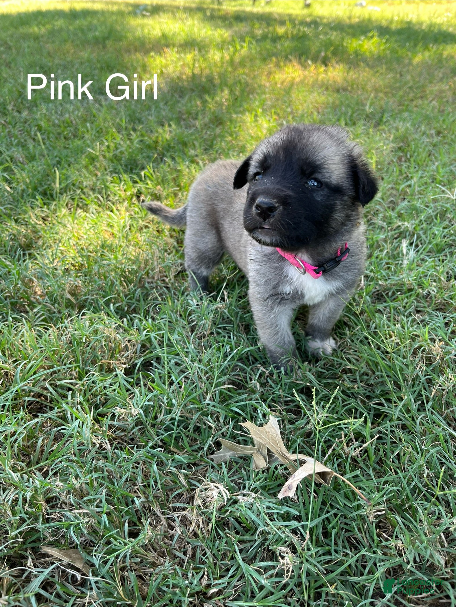 Turkish Kangal dogs Pink Girl (Runt) - Ad 6