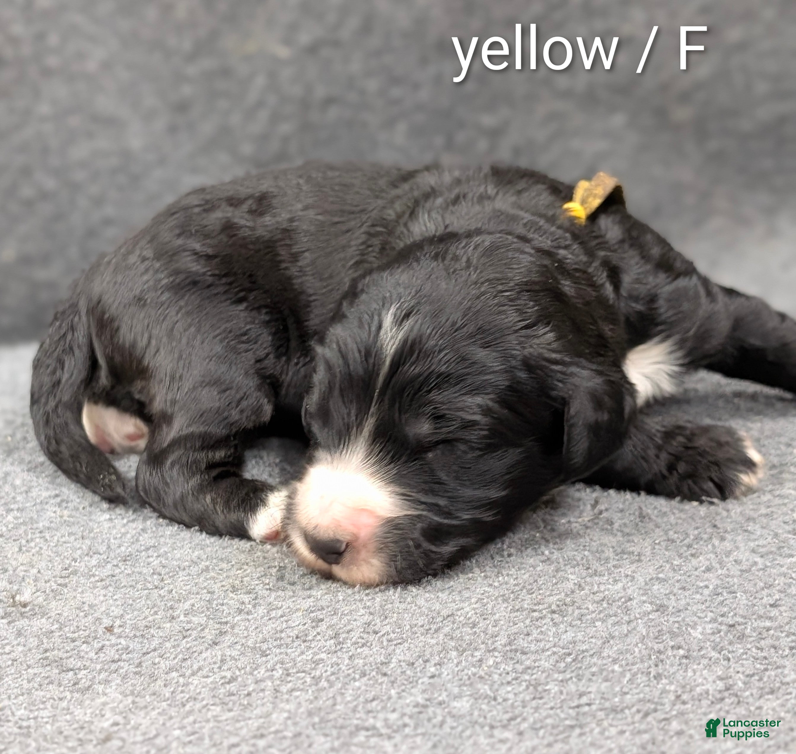 Sheepadoodle dogs Yellow Collar - Ad 2