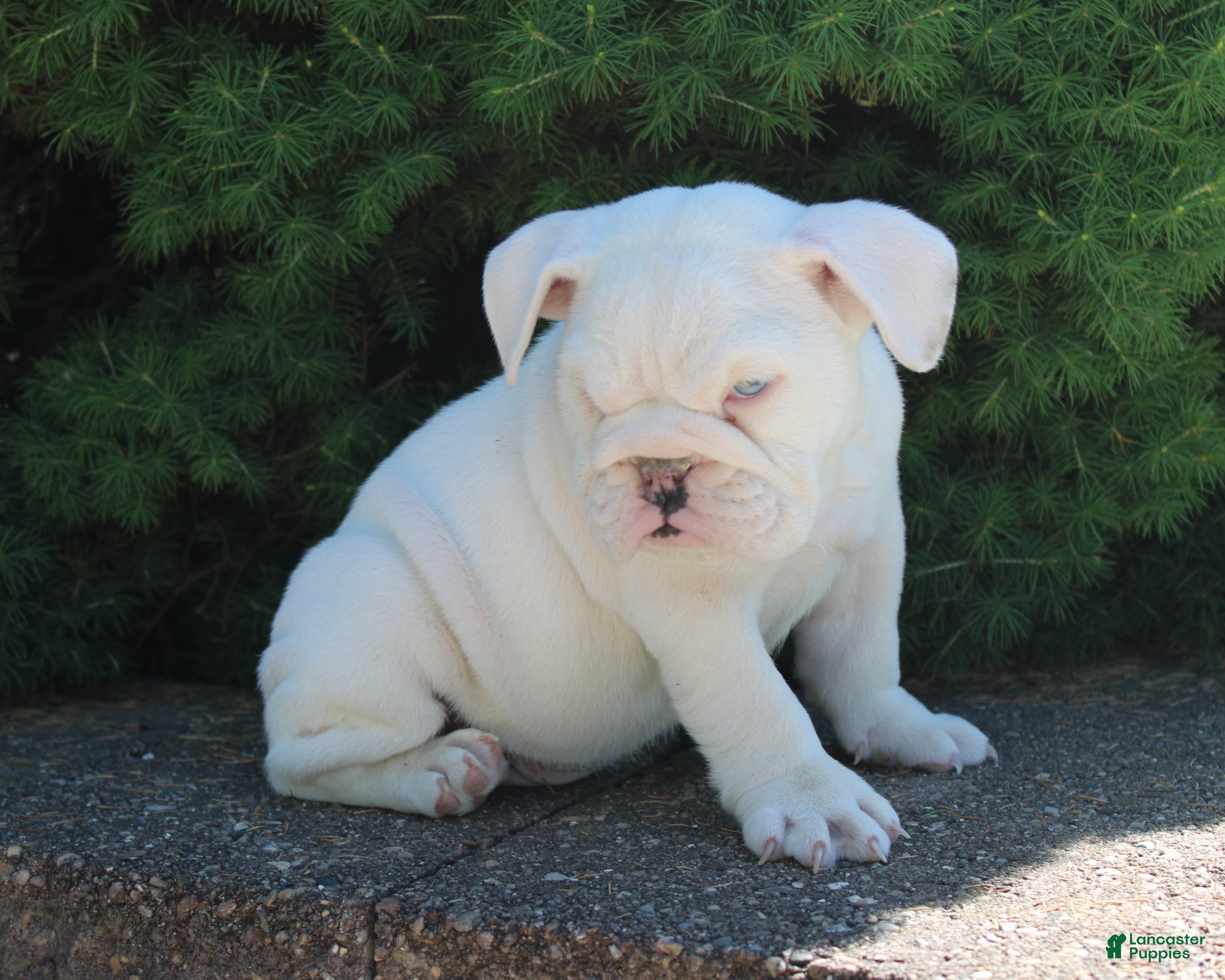 English Bulldog dogs for sale: Zoey - Ad 6